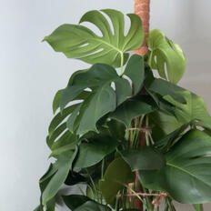 1: monstera