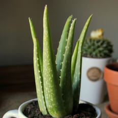 4: Aloe vera